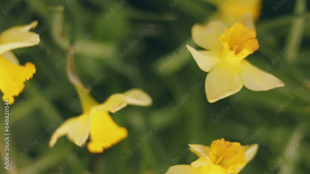 close-up of yellow daffodils with shallow depth of field close-up of yellow daffodils with shallow depth of field