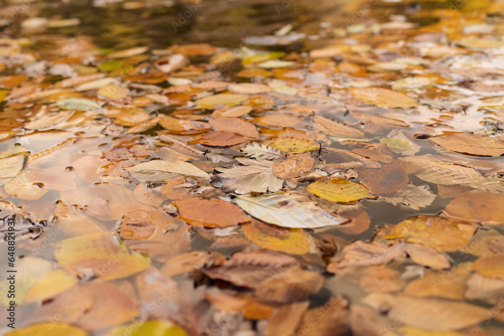 Closeup fallen autumn leaves in lake in october