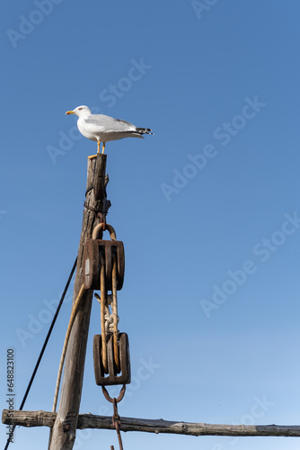 Bird on a pole 