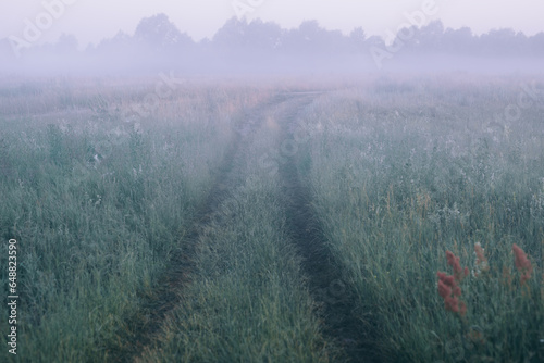 A path in the field at dawn in the fog