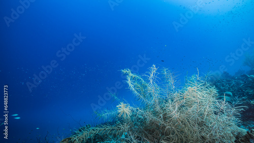 Fototapeta Naklejka Na Ścianę i Meble -  The magnificent coral reef of the Caribbean Sea