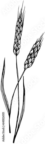 Two ears of rye hand drawn sketch illustration