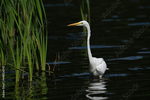 Great white egret hunting in lake © Timothy