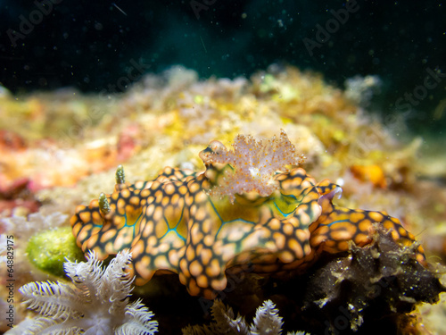 miamira sinuata nudibranch, seaslug