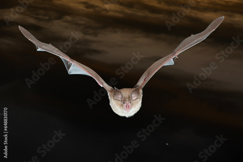 Greater Horseshoe bats flying night halloween photo