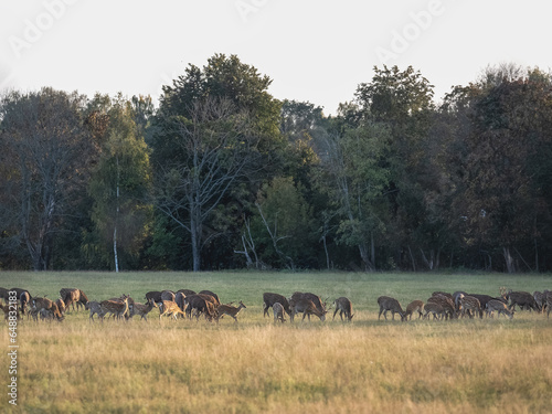 Fototapeta Naklejka Na Ścianę i Meble -  Flock of deer grazing in a meadow against the backdrop of the evening sun