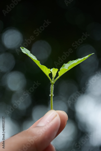 basil plant isolated on hand