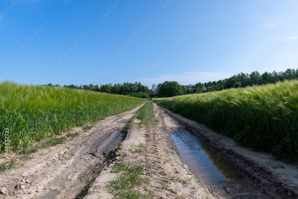 mud on a country road through a field of cereals mud on a country road through a field of cereals