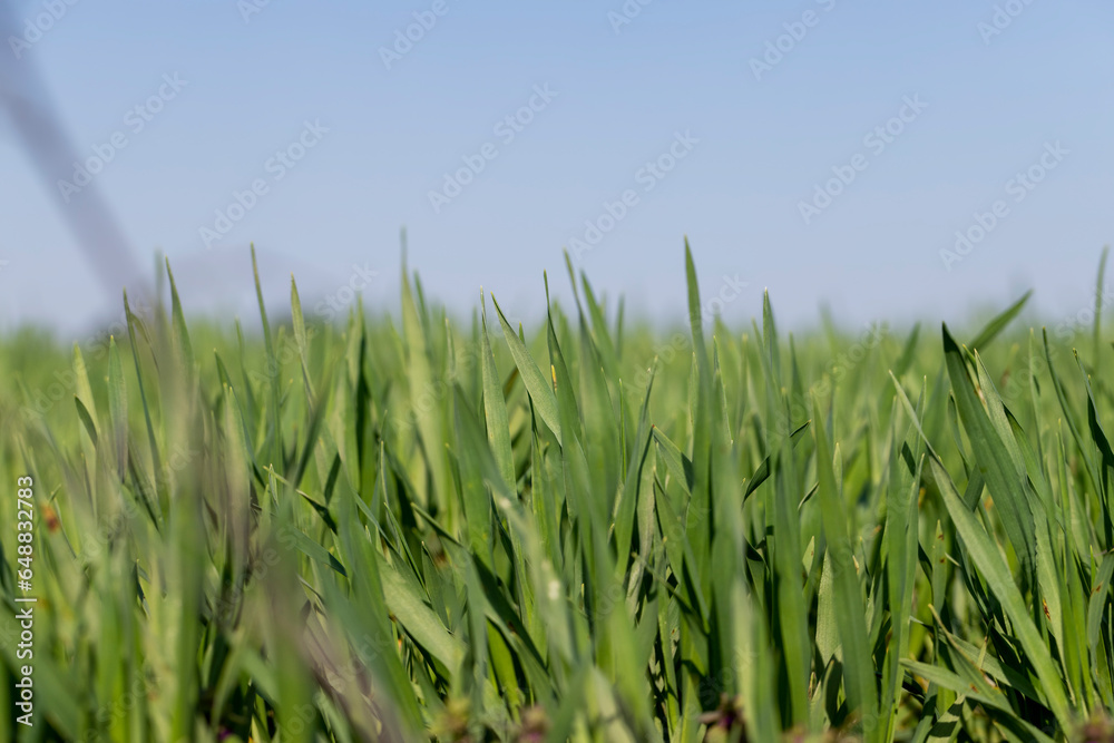 Obraz premium a new wheat crop in the spring season, new sprouts