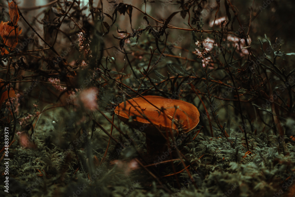orange mushroom in the forest orange mushroom in the forest
