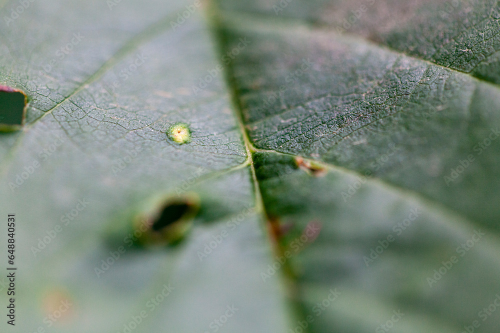 Scarred leaf shot up close Scarred leaf shot up close