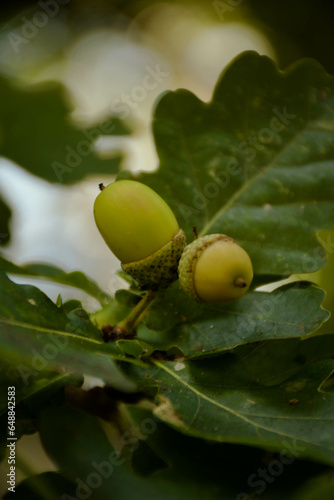 acorns on oak