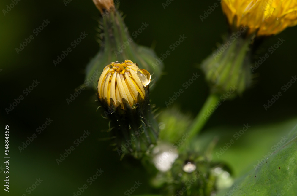 closeup of dandelion flowers with raindrops closeup of dandelion flowers with raindrops