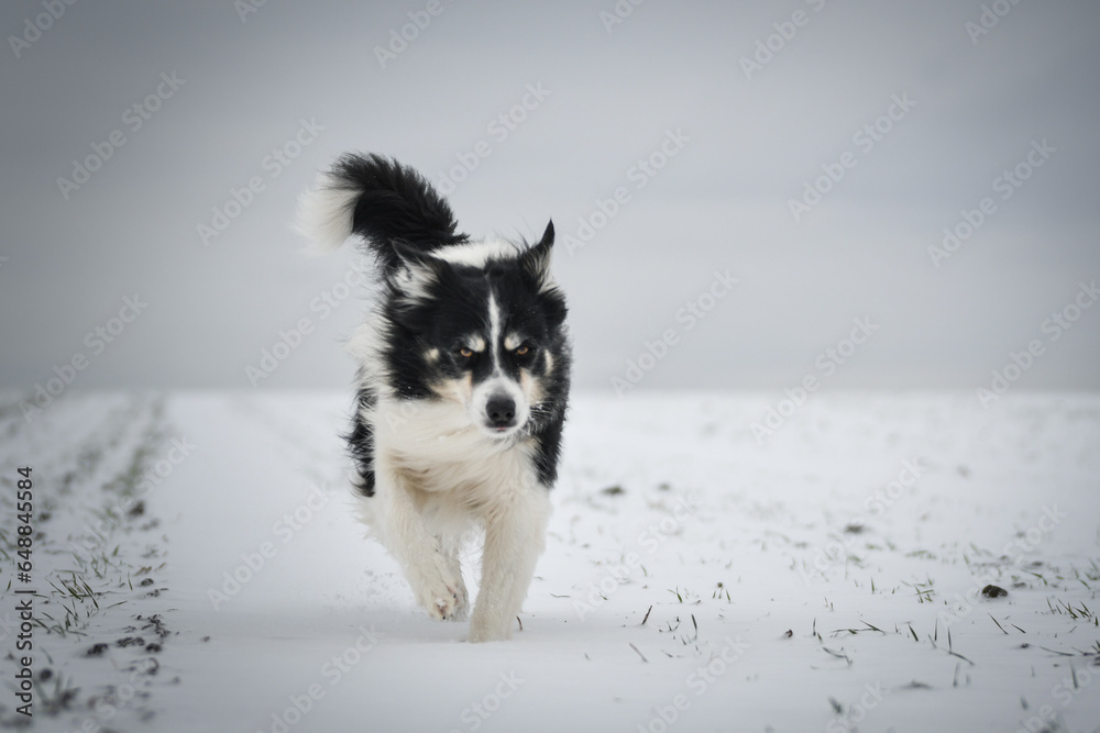 Border collie is running through a garden in the snow. Winter fun in the snow. Border collie is running through a garden in the snow. Winter fun in the snow.