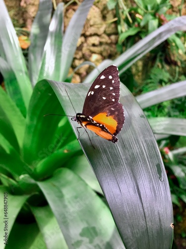 tithorea butterfly, オレンジと茶色の蝶 photo