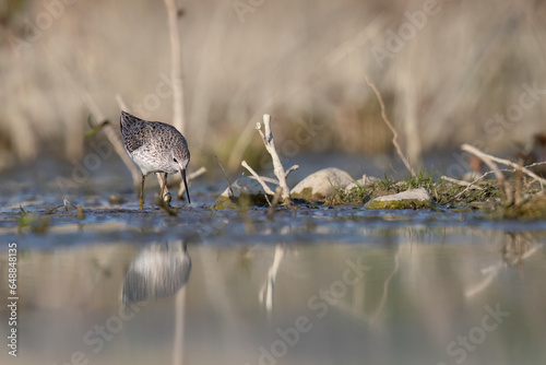 The marsh sandpiper (Tringa stagnatilis) small wader or shorebird in the pond.  photo