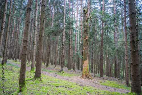 Habitatbaum im Fichtenwald photo