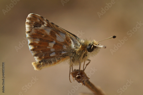Close up of the red underwing skipper butterfly, Spialia sertorius with closed wings photo