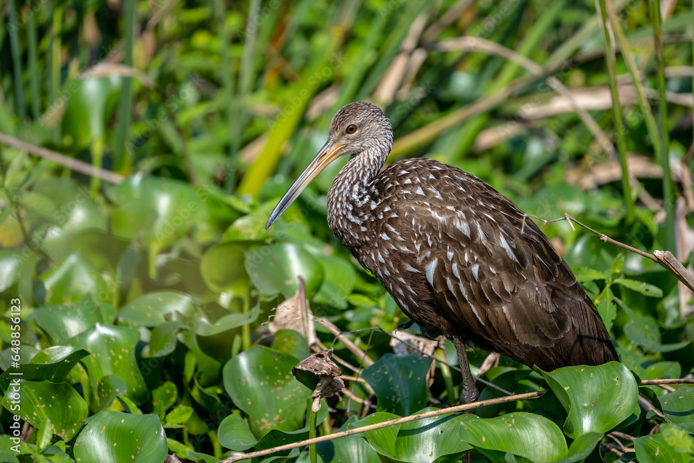 Limpkin Profile Looking Left In Thick Green Marsh Limpkin Profile Looking Left In Thick Green Marsh