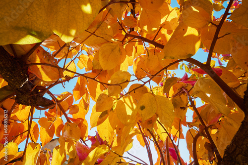 albero da frutto in autunno dorato