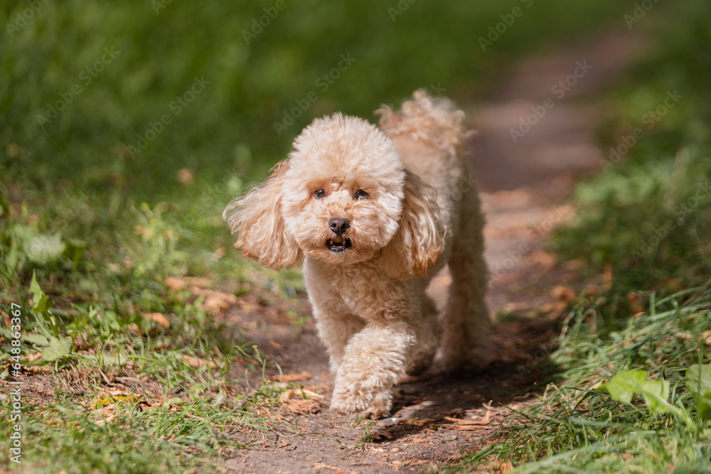 A small decorative dog walks alone along a path in the summer among the grass - explores the world A small decorative dog walks alone along a path in the summer among the grass - explores the world