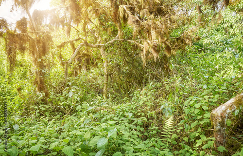 Dense vegetation in a jungle  Galapagos Islands  Ecuador.