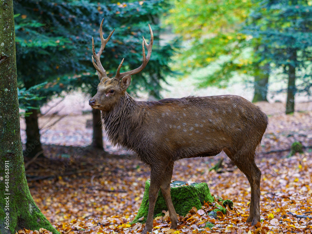 Hirsch Hirsch