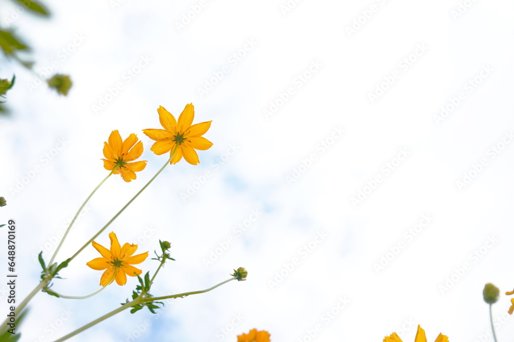 Yellow cosmos flowers and blue sky with white clouds in the background. Yellow cosmos flowers and blue sky with white clouds in the background.