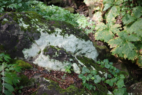 蔵王中央高原のブナ林、岩の上に薄く広がって地図のような模様のチズゴケ