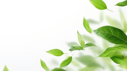 Green flying leaves isolated on white background with place foe text. Fresh tea, air purifier, organic, vegan, eco or beauty product concept design