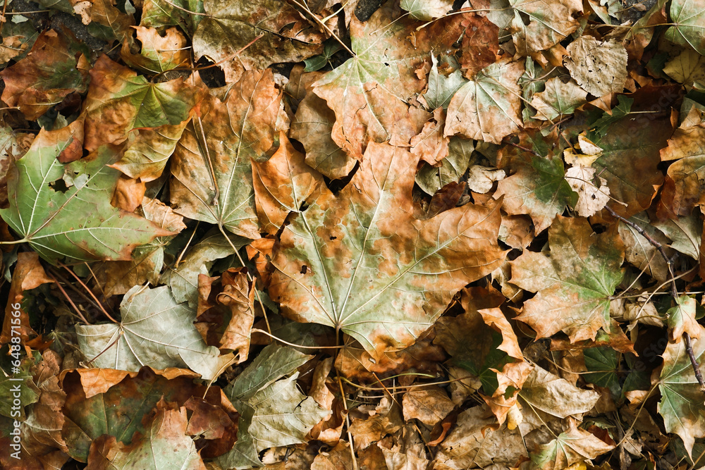 Autumn forest ground background. Golden yellow leaves on the ground. Fall season path in a park texture. Dry vibrant leaf organic landscape. Orange earth backdrop. Autumn forest ground background. Golden yellow leaves on the ground. Fall season path in a park texture. Dry vibrant leaf organic landscape. Orange earth backdrop.