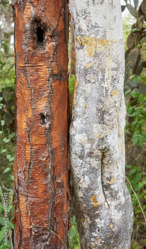 Close up photo of Opuntia galapageia and tree trunks, selective focus, Santa Cruz Island, Galapagos Islands, Ecuador.