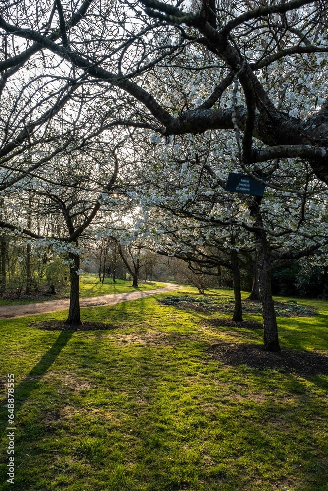 Beautiful pink and white trees blossoming on sunny spring day. Beautiful pink and white trees blossoming on sunny spring day.