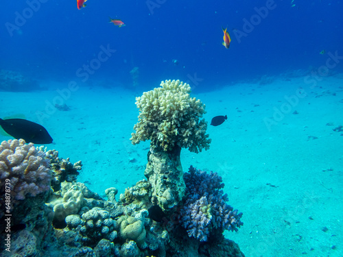 Fototapeta Naklejka Na Ścianę i Meble -  Coral reef with its inhabitants in the Red Sea