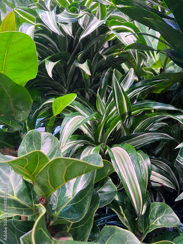 Obraz premium green leaves background