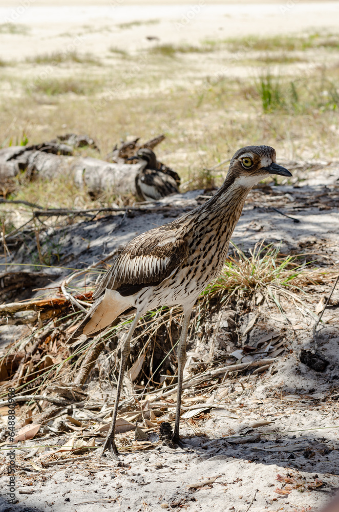 Obraz premium Bush Stone-curlew native Australian bird beach North Stradbroke Island, Queensland, Australia
