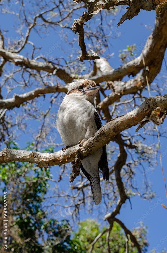 Kookaburra, North Stradbroke Island, Queensland, Australia Kookaburra, North Stradbroke Island, Queensland, Australia