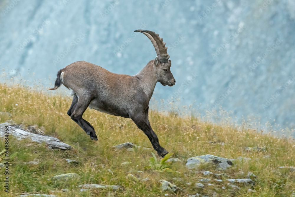 Male Alpine ibex jumping in an alpine meadow. Capra ibex.Italian Alps.