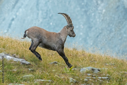 Obraz na płótnie Male Alpine ibex jumping in an alpine meadow. Capra ibex.Italian Alps. w salonie