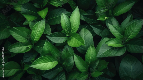Closeup Green Leaves Background - Fresh Leaf Pattern Overlay © Mhagi27
