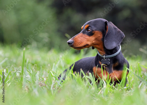 Portrait of a beautiful adult dachshund or wiener dog standing in the grass with natural forest background. Badger or sausage dog having fun in the park. Good looking short legged pet dog profile.