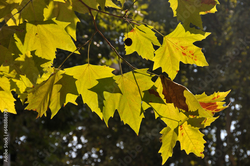 Romo di platano con fogli secche in autunno