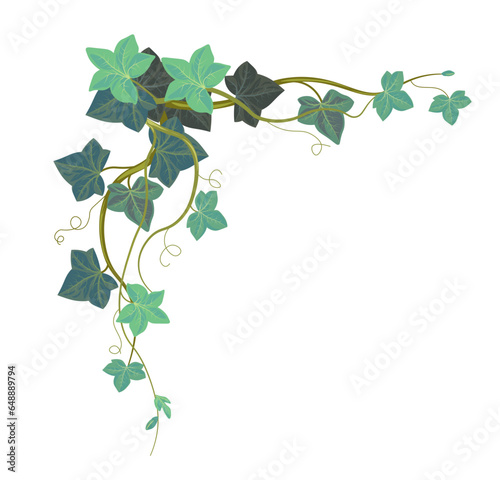 Fotótapéta Hedera foliage, ivy climbing plant leaves corner
