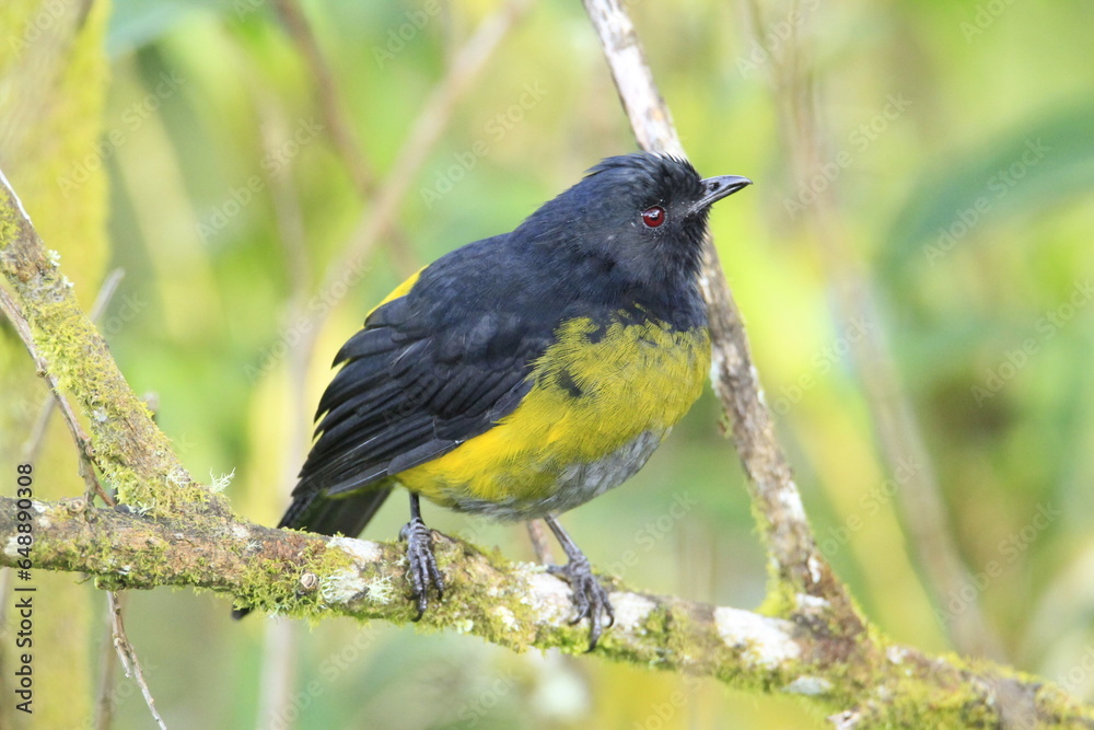 Black and yellow male silky-flycatcher perched on some branches. Black and yellow male silky-flycatcher perched on some branches.