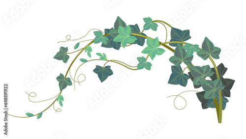 Ivy climbing plant, hedera exotic evergreen flora