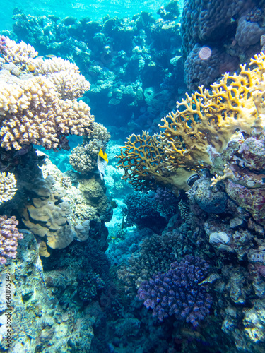 Beautiful coral reef with its inhabitant in the Red Sea