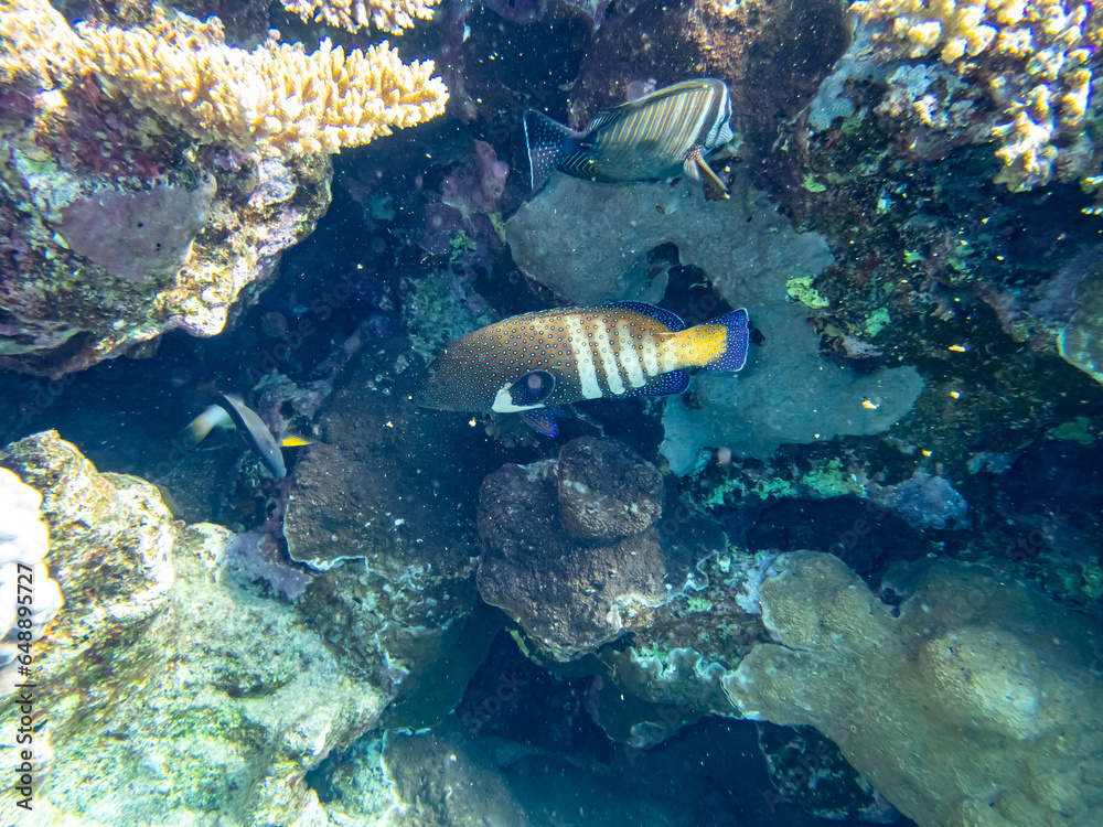 Fototapeta premium Beautiful coral reef with its inhabitant in the Red Sea