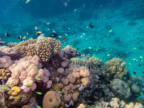 Fototapeta Naklejka Na Ścianę i Meble -  Beautiful coral reef with its inhabitant in the Red Sea