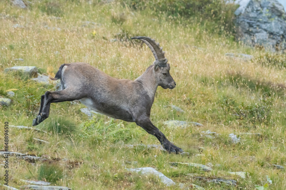 Running alpine ibex (Capra ibex) in an alpine meadow, Alps Mountains, Italy. Monviso national Park.