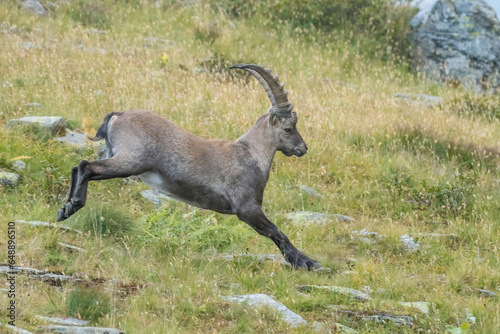 Obraz na płótnie Running alpine ibex (Capra ibex) in an alpine meadow, Alps Mountains, Italy. Monviso national Park. w salonie
